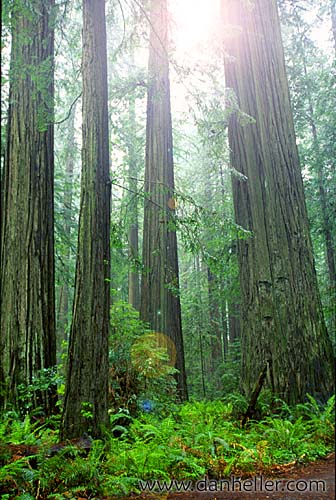 redwoods-25.jpg