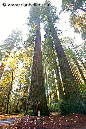 tall-redwoods-1.jpg