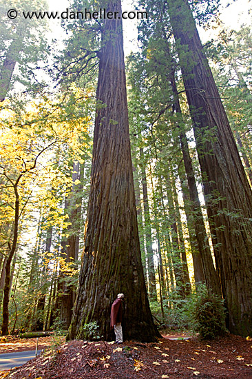 tall-redwoods-2.jpg