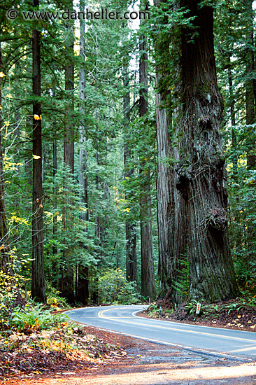 tall-redwoods-3.jpg