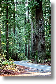california, forests, humboldt, redwoods, tall, trees, vertical, west coast, western usa, woods, photograph