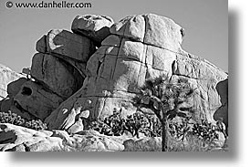 california, horizontal, joshua, joshua tree, rocks, west coast, western usa, photograph