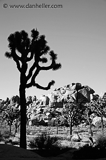 joshua-tree-1-bw.jpg