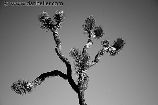 joshua-tree-2-bw.jpg