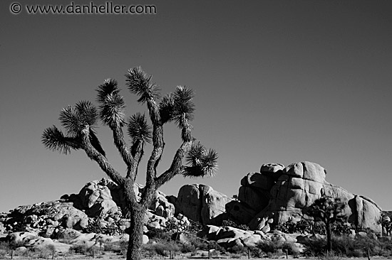 joshua-tree-3-bw.jpg