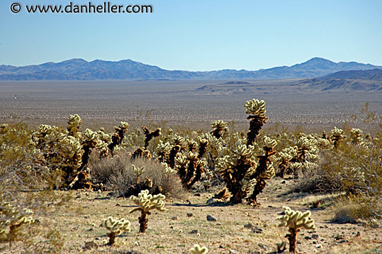 teddy-bear-cactus-1.jpg