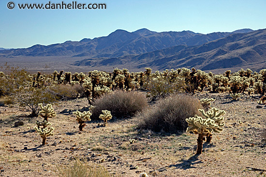 teddy-bear-cactus-2.jpg