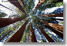 images/California/KingsCanyon/Sequoia/giant-sequoia-trees-4.jpg
