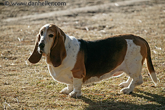 bashful-basset.jpg