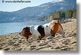images/California/LakeTahoe/Dogs/beach-basset-1.jpg
