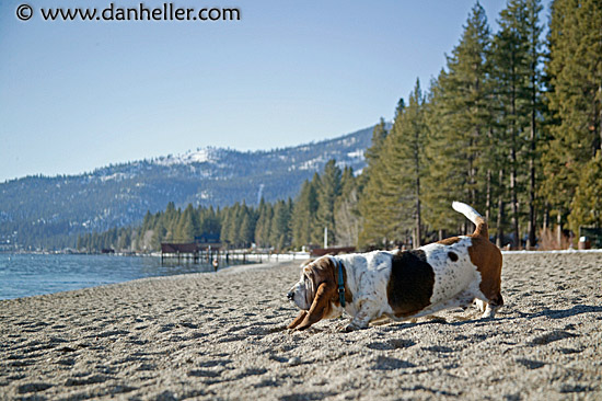 beach-basset-2.jpg