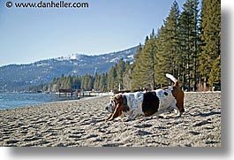 images/California/LakeTahoe/Dogs/beach-basset-2.jpg