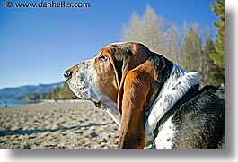 images/California/LakeTahoe/Dogs/beach-basset-4a.jpg