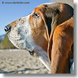 images/California/LakeTahoe/Dogs/beach-basset-4b.jpg