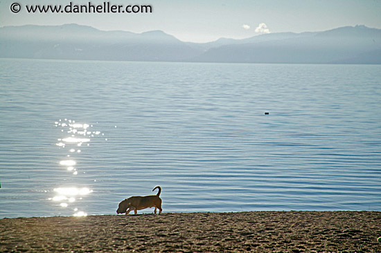 beach-basset-7.jpg