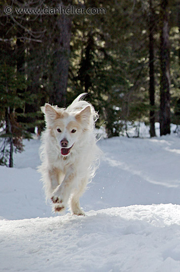 sammy-running-in-snow-1.jpg