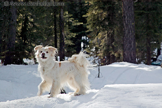 sammy-running-in-snow-2.jpg