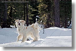 images/California/LakeTahoe/Dogs/sammy-running-in-snow-2.jpg