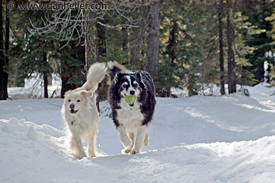 sammy-running-in-snow-3.jpg