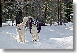 images/California/LakeTahoe/Dogs/sammy-running-in-snow-3.jpg