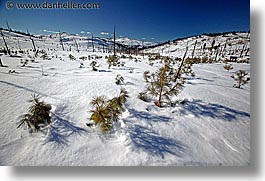 images/California/LakeTahoe/Scenics/snow-pines.jpg