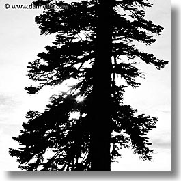 images/California/LakeTahoe/Scenics/tree-sil-b.jpg