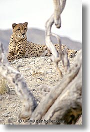 images/California/LivingDesert/cheetah01.jpg