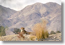images/California/LivingDesert/cheetah02.jpg