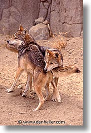 images/California/LivingDesert/wolves.jpg