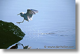 images/California/Marin/Birds/GreatEgret/egret-landing.jpg