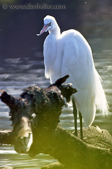 great-egret-8.jpg