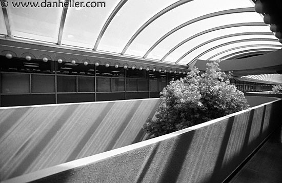 sunroof-tree-bw.jpg