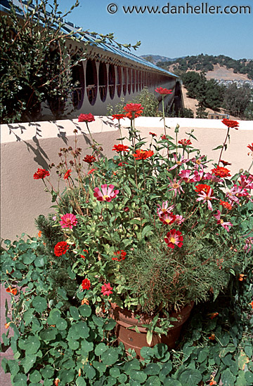 outdoor-plant.jpg