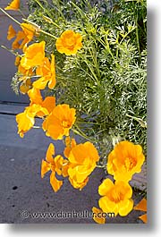 images/California/Marin/Flowers/cal-poppy.c.jpg