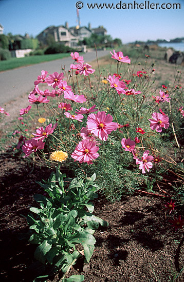 pink-cosmos.jpg