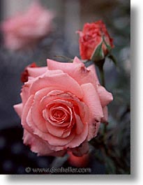 images/California/Marin/Flowers/pink-rose.jpg