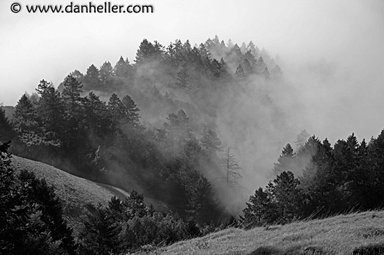 foggy-trees-2-bw.jpg