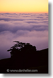 images/California/Marin/Headlands/MontereyPine/monterey-pine-b.jpg