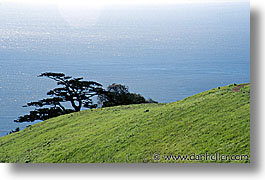 images/California/Marin/Headlands/MontereyPine/monterey-pine-c.jpg