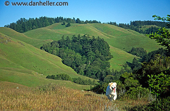 sammy-hiking-headlands.jpg