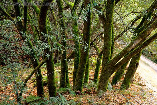 mossy-trees.jpg