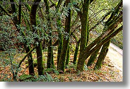 images/California/Marin/HooKooEeKoo/mossy-trees.jpg