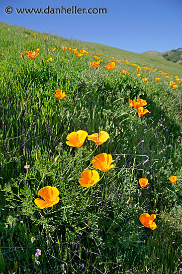 calif-poppies-1.jpg