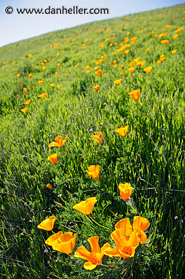 calif-poppies-3.jpg