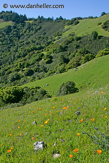 calif-poppies-5.jpg