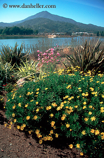 mt_tam-peak-flower.jpg