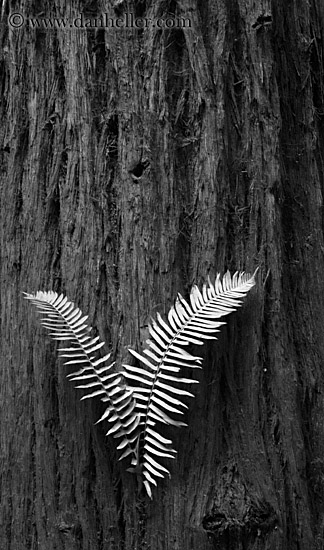 fern-in-redwood-1-bw.jpg