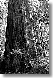 images/California/Marin/MuirWoods/BlackAndWhite/fern-in-redwood-2-bw.jpg
