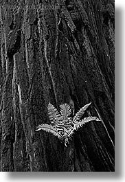 images/California/Marin/MuirWoods/BlackAndWhite/fern-in-redwood-8-bw.jpg