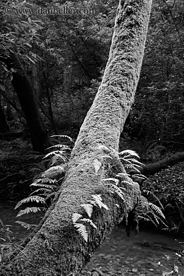 fern-on-mossy-tree-1-bw.jpg